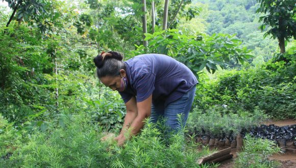 🇨🇺 Grupo Empresarial Agroforestal: Entre realidades y desafíos

Este miércoles la Mesa Redonda dedicó su espacio a un tema esencial para el desarrollo económico y ambiental del país: la producción agroforestal. 

cubadebate.cu/especiales/202…