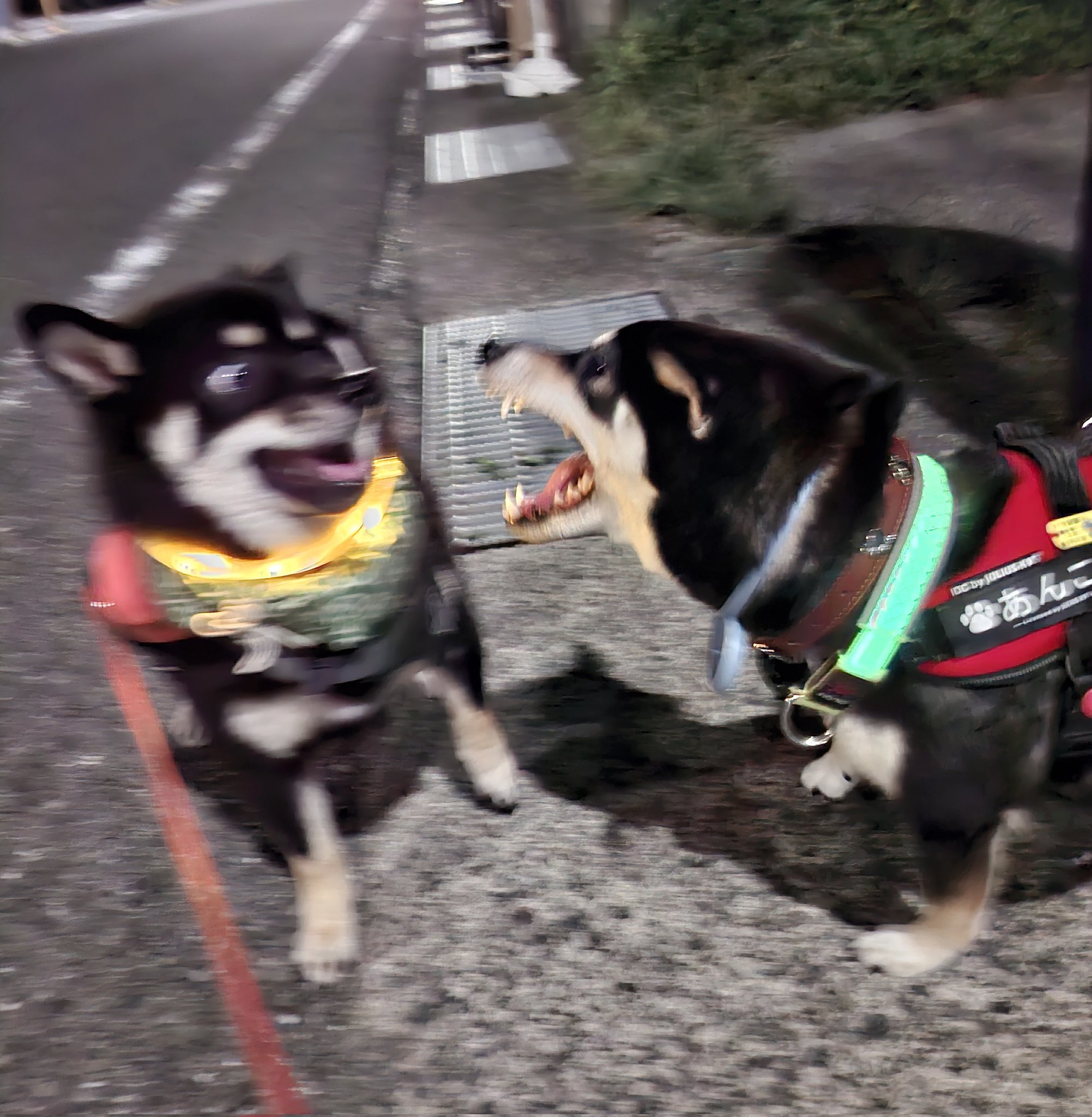 黒柴あおい様 黒柴あおい🐾 on X: 
