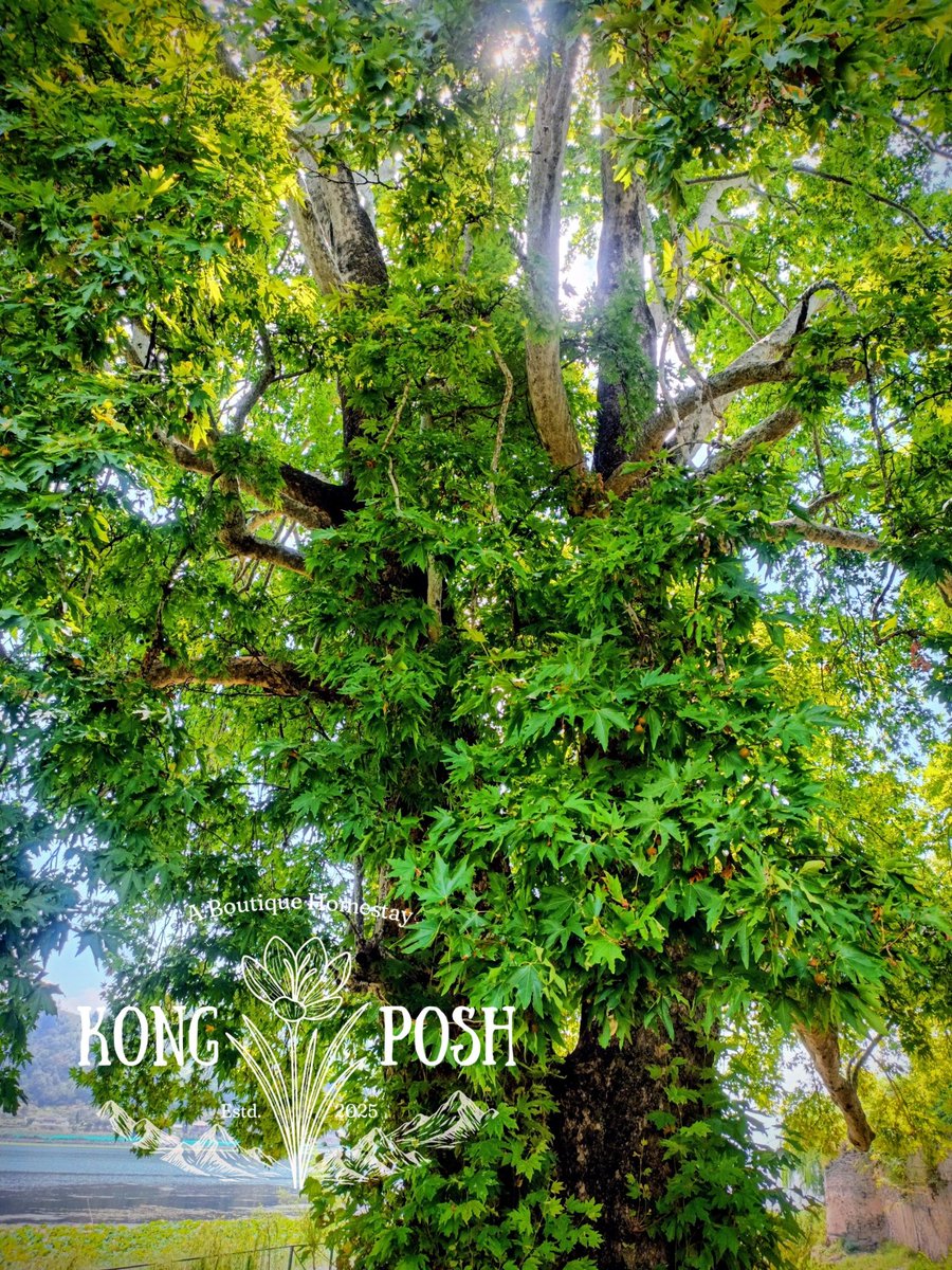 शाम जब चिनार के पत्तों को अंगड़ाई देती है,
लगता है जैसे शहर में कोई पुराना गीत जिंदा हो जाता है।

#KongPosh <a href="/TheGuidingMonk/">The Guiding Monk Hospitality</a>