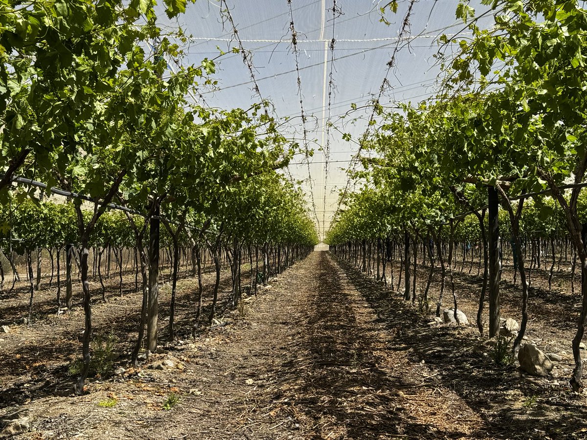 De Witt Kamfer tweet media