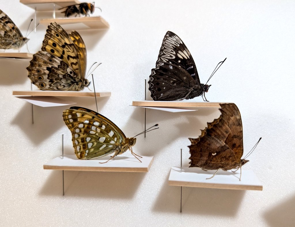 かが【標本】 まとめて 2021_0C11?w=784&h=640&q=100