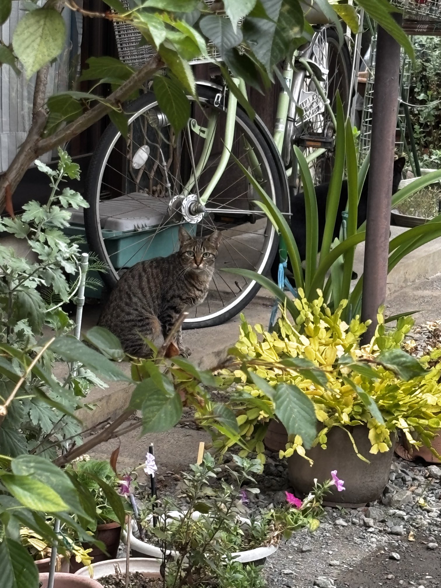 はちねこ様 はちねこ応援by中トラ (@cts802hachineko) • Instagram photos