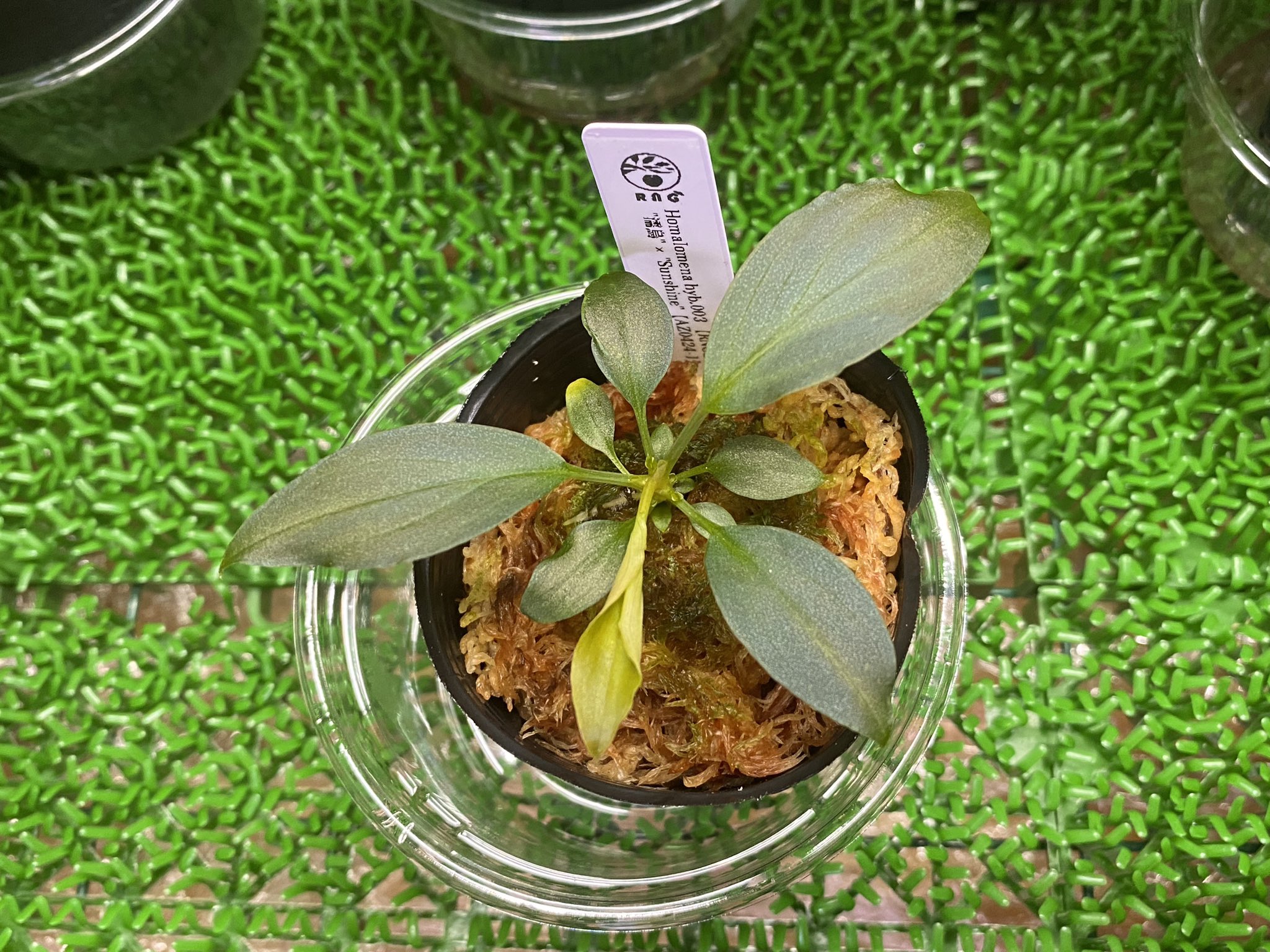 超希少❗️アグラオネマパールオブタイランド新葉展開中✨️ アグラオネマ | ROOTALPLANTS