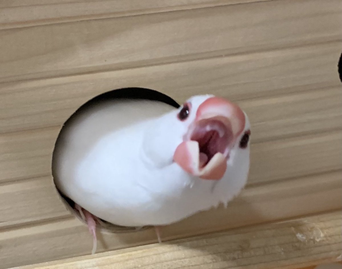 空太郎ページ 空太郎 (@3jZy2RyfgDg59MZ) / Posts / X