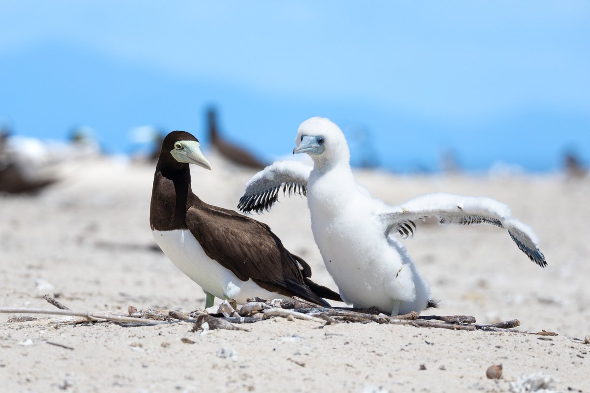 d6ms's tweet photo. ＃ケアンズ探鳥 ④ カツオドリとその雛
グレートバリアリーフ内には海鳥の集団繁殖地があって、普段見られない海鳥たちを間近で見られただけでなく、もこもこの雛まで見られた！ https://t.co/T6llAQmmt8