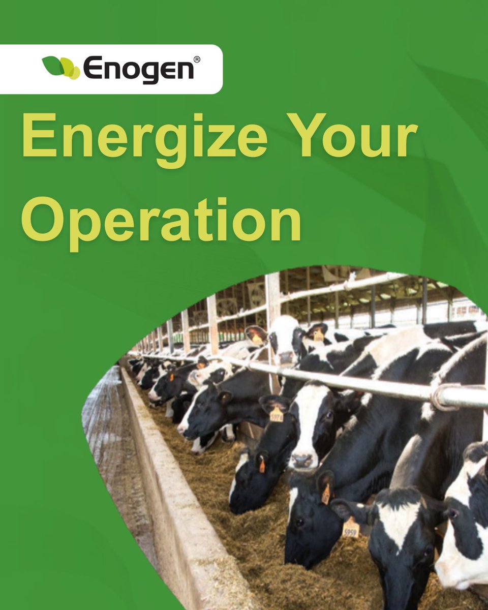 What can Enogen hybrids can do for your beef or dairy operation? 
🟡 Standout yield potential
🟡 High-energy feed and silage
🟡 Simple to add to feed rations

Find out more today: bit.ly/4nrfXgS