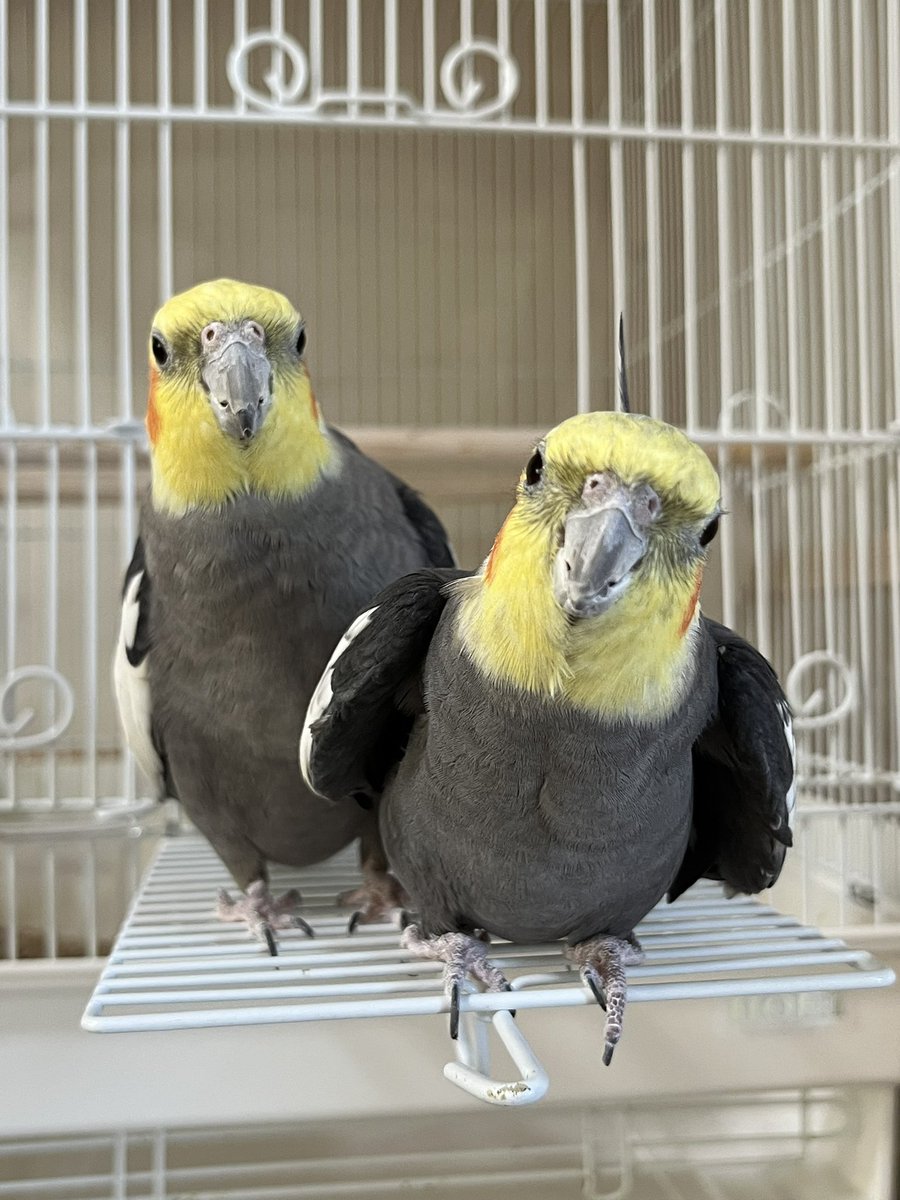 花鳥様ご確認ページ 楽天市場】千鳥柄 ワイドパンツ パンツ レディース ボトムス