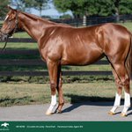 Photo by Joseph Migliore (@MigBloodstock)