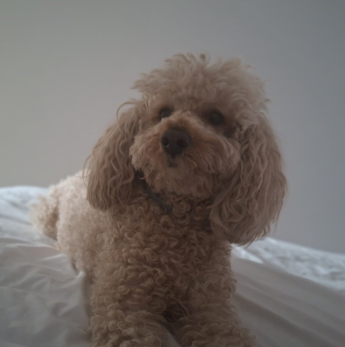 Tino está feliz