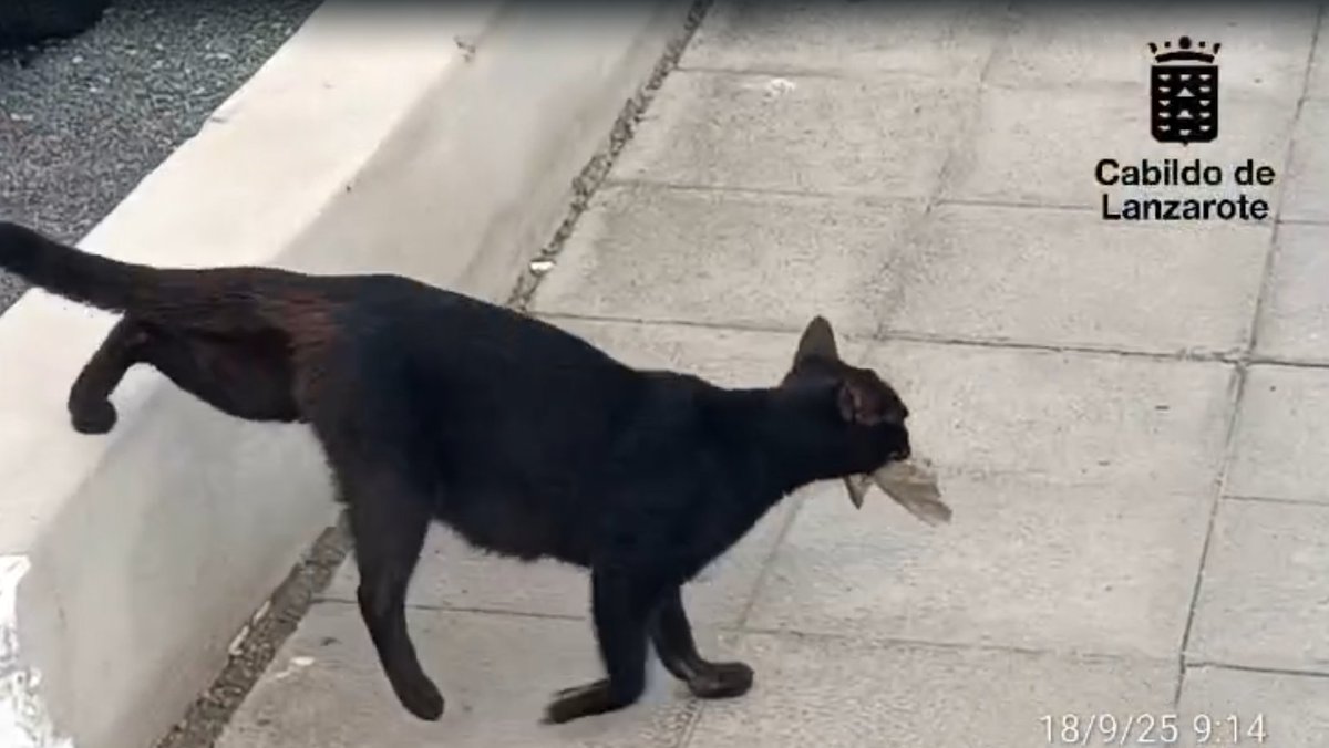 Medio Ambiente Lanzarote tweet media