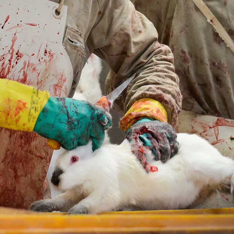 Your social order reduces us to hollow abstractions.  But know that we cling to life with great ferocity, and that so too will our brethren.  Take this as a political demand: we fight for our freedom.

We are #OneBillionScreams
We are <a href="/PolAnimalClass/">We Are One Billion Screams</a>