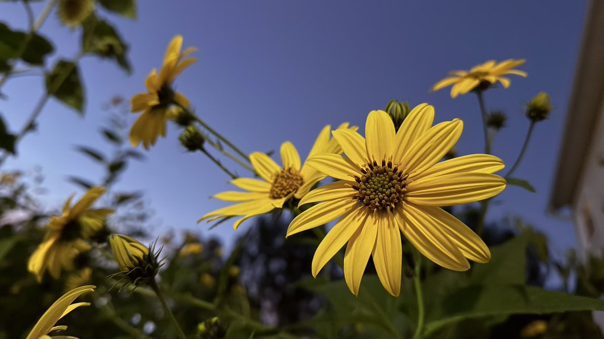 SunflowerEvryDy's tweet photo. Wishing you a splendid day. #sunchoke https://t.co/nN3jeR3gYt