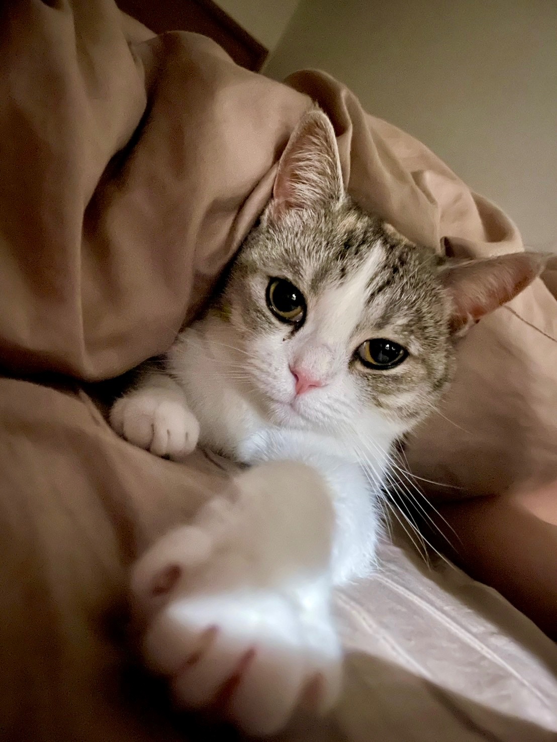ちび猫※プロフ全文必読※2508W4-1 ちび猫※プロフ全文必読※2508W2 ちび猫 黒猫1｜大丸松坂屋