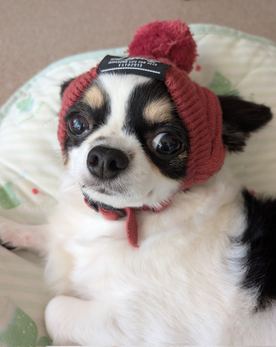 犬用 (@Y6w1erIZKKgi9fE) / Posts / X