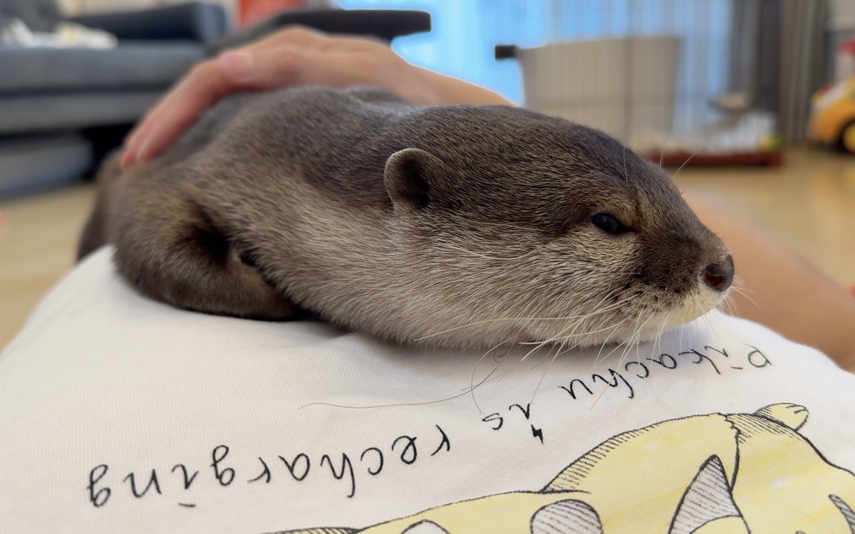 カワウソさくら on X