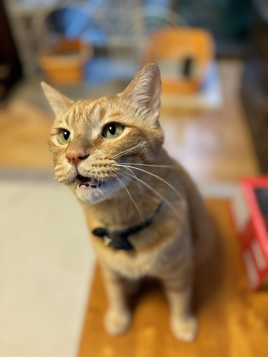 68kyo115's tweet photo. ササミをちらつかせてこの顔🐈 https://t.co/CY9tMsEi7C