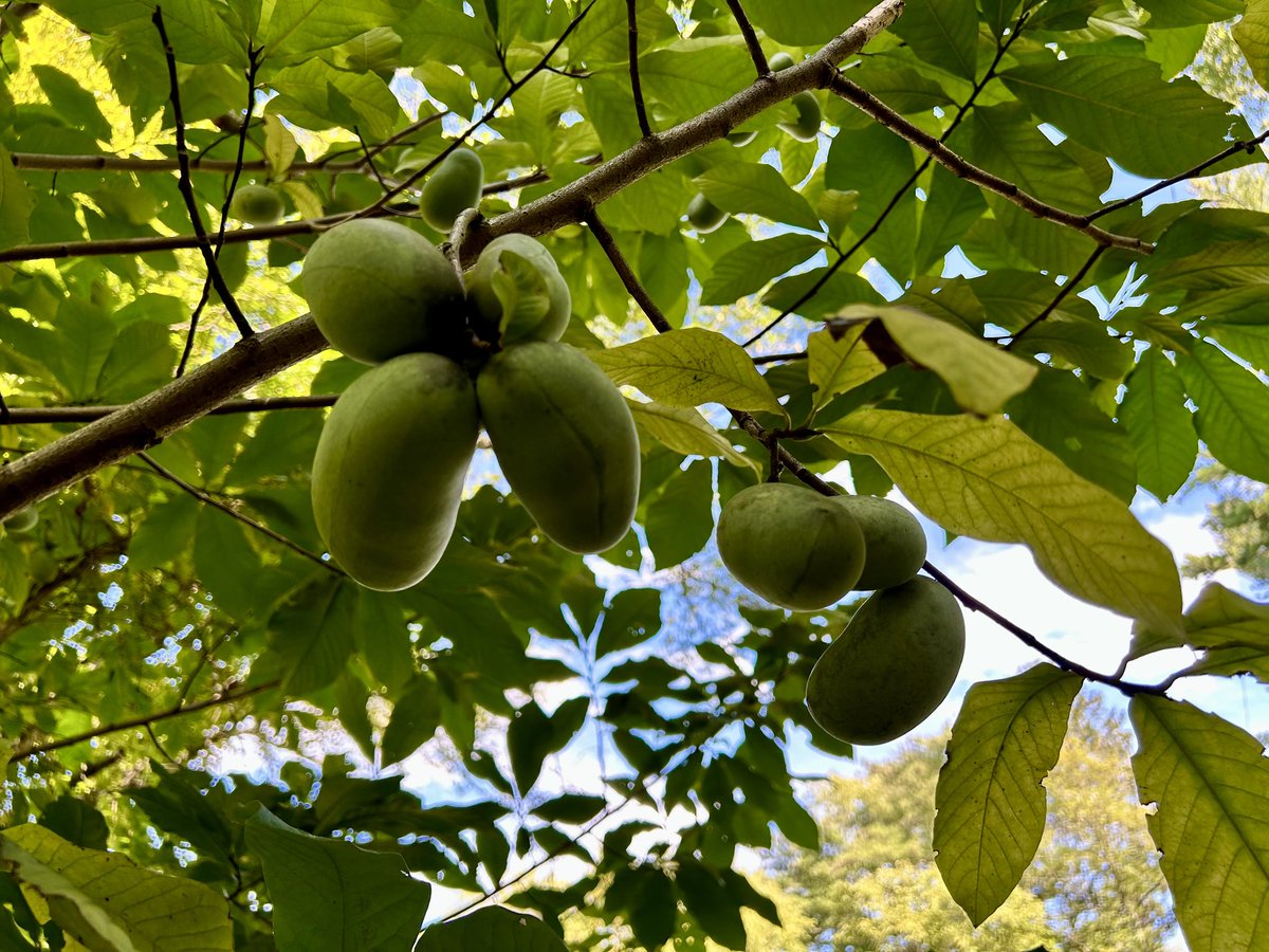 nj_pinelands's tweet photo. Pawpaws (Asimina triloba) are native to New Jersey and much of North America, and they produce green, edible fruits that taste like banana custard (or a combination of banana and mango). They are enjoyed by humans and a variety of wildlife. https://t.co/B1rO7050th
