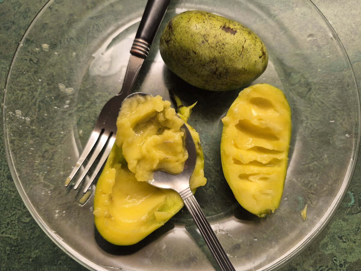 nj_pinelands's tweet photo. Pawpaws (Asimina triloba) are native to New Jersey and much of North America, and they produce green, edible fruits that taste like banana custard (or a combination of banana and mango). They are enjoyed by humans and a variety of wildlife. https://t.co/B1rO7050th