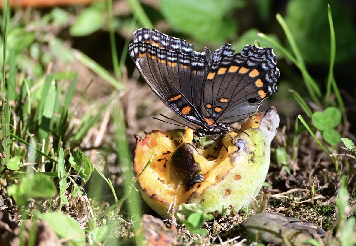 nj_pinelands's tweet photo. Pawpaws (Asimina triloba) are native to New Jersey and much of North America, and they produce green, edible fruits that taste like banana custard (or a combination of banana and mango). They are enjoyed by humans and a variety of wildlife. https://t.co/B1rO7050th