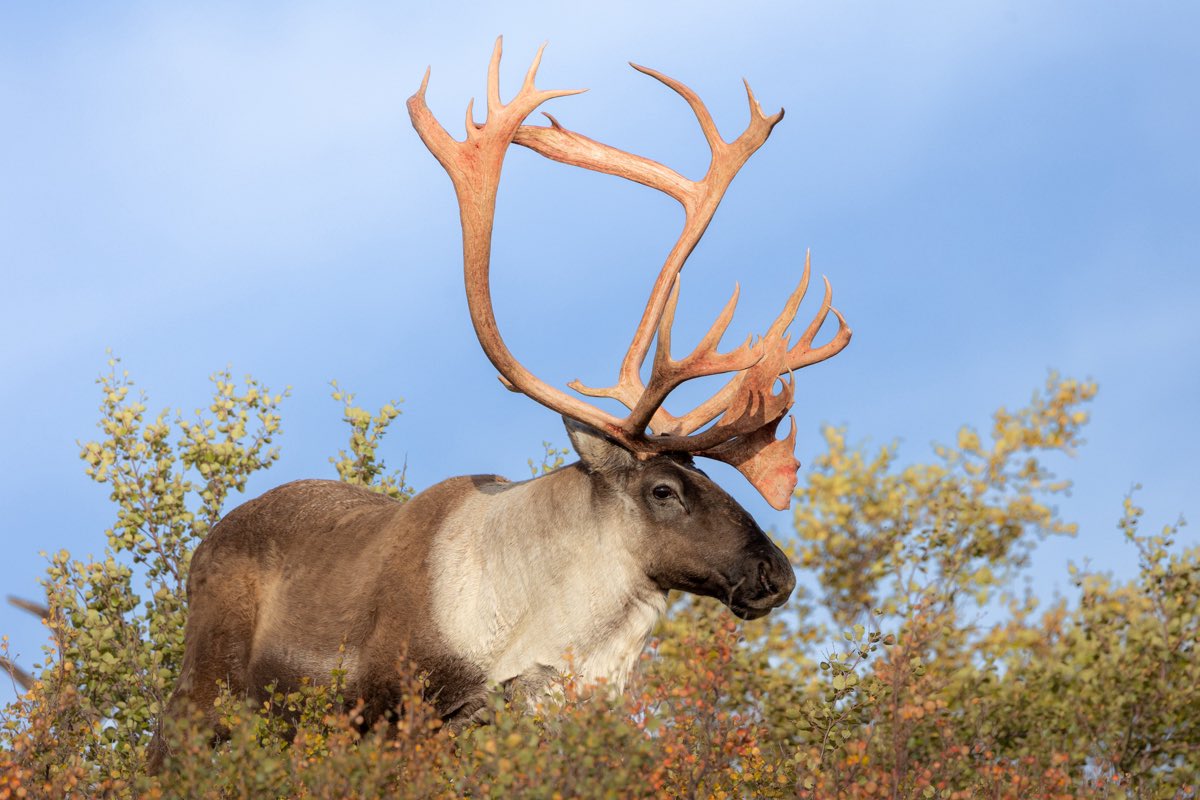 westend410's tweet photo. 群れの中でもかなり立派なツノを持っているCaribou(トナカイ)が道路間際まで近づいてきた

約5mほどの距離まで近づいてくれると肉眼で十分に観察を楽しめる✨

#アラスカ #DenaliNationalPark https://t.co/8y6ahbcxsE