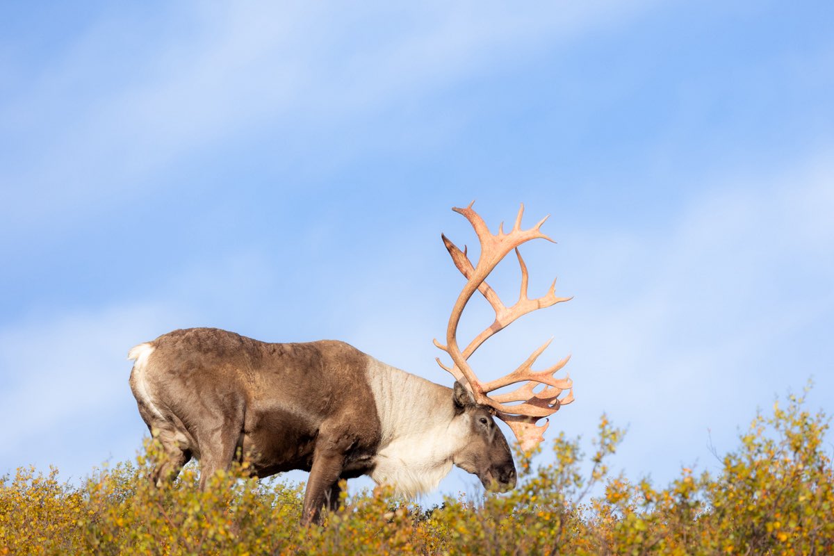 westend410's tweet photo. 群れの中でもかなり立派なツノを持っているCaribou(トナカイ)が道路間際まで近づいてきた

約5mほどの距離まで近づいてくれると肉眼で十分に観察を楽しめる✨

#アラスカ #DenaliNationalPark https://t.co/8y6ahbcxsE
