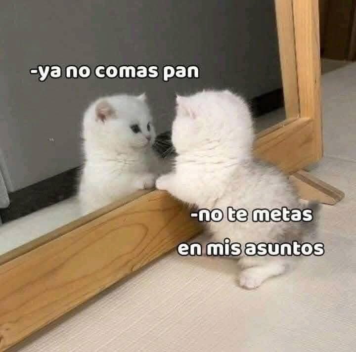 nacional_memes's tweet photo. 🐱 https://t.co/fUB7H4haqq