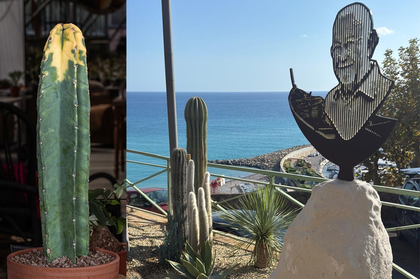 #Cactusmania: un’installazione artistica e un nuovo cactus ricordano il fondatore Bruno Manera - IlFloricultore ilfloricultore.it/notizie-on-lin… via <a href="/IlFloricultore/">Il Floricultore</a>