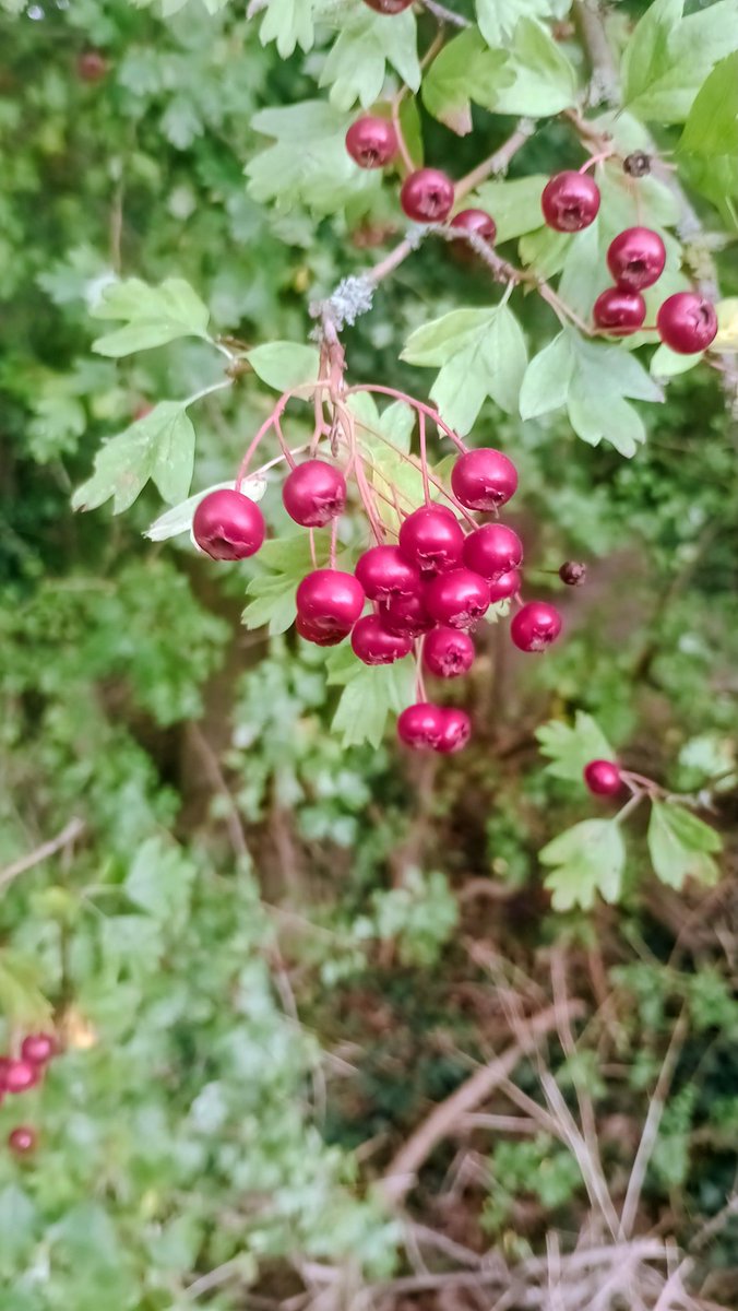 Today's lunchtime walk...🐾