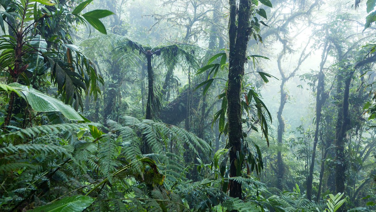 Treemissions tweet media