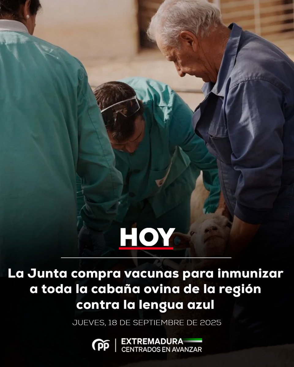 🔹 El Gobierno de <a href="/MGuardiolaM/">María Guardiola</a> destina 632.000 euros a la adquisición de más de 1 millón de dosis para inmunizar a toda la cabaña ovina de la región

🔗 hoy.es/extremadura/ju…
