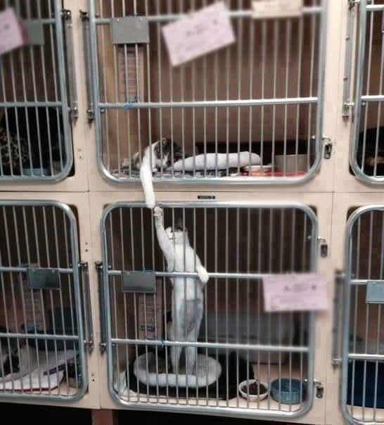 AdeaClaude's tweet image. N'ACHETEZ PAS MAIS ADOPTEZ 🙏

Ces deux chatons ont répété ce geste tous les jours. 
L'image à fait le tour du monde, ils sont désormais adoptés.