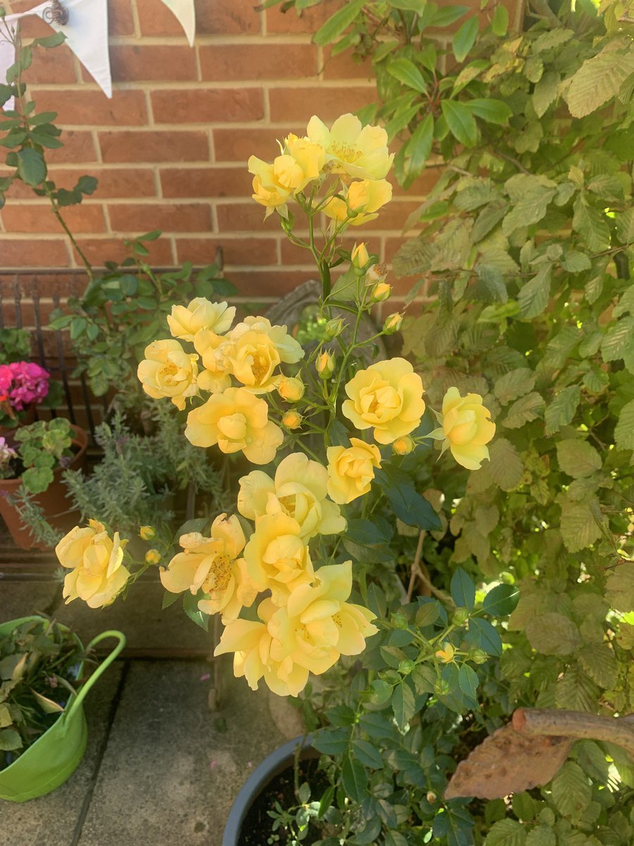 lynne sutton (@lynnesutton1) on Twitter photo 