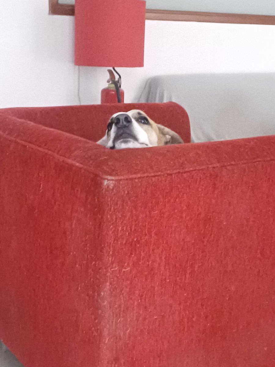 alauda87's tweet image. No me voy a arriesgar.