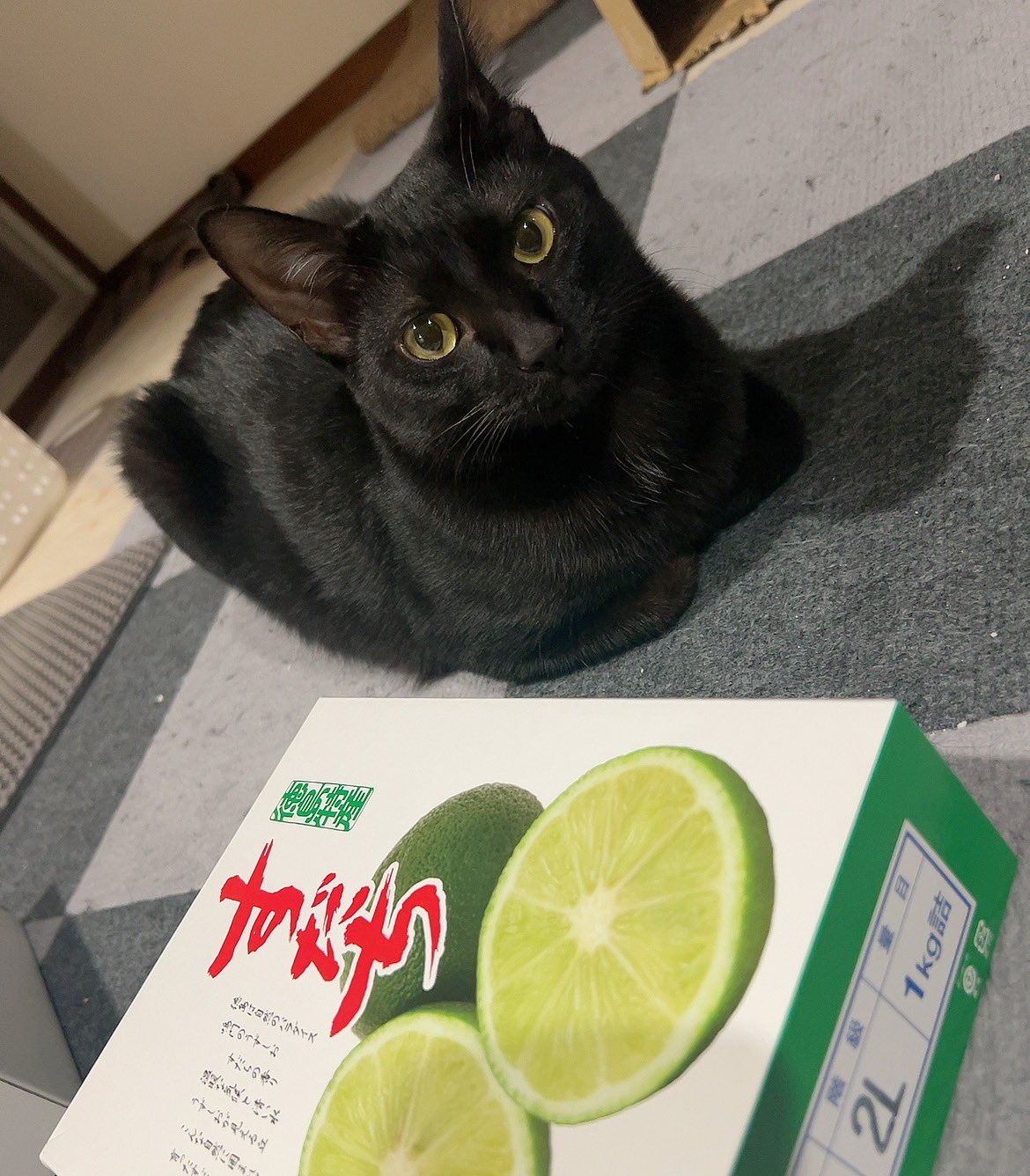 黒猫3 Black cat 黒猫 / ねこねこ ( 0_nlp )のクッション通販