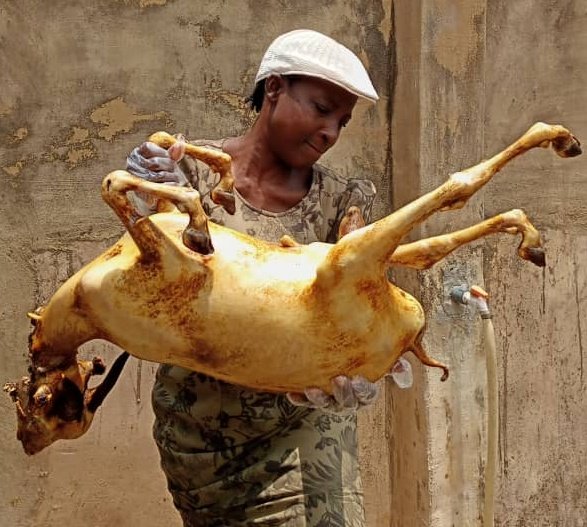 InneInnih's tweet photo. @maxvayshia Amen

All will be well. 

So Dr Max, are you Lagos based, will you be needing GOAT MEAT? 

We are taking orders for FRESH GOAT MEAT. Delivery is Friday 26th Feb. 

A full GOAT sells for 68k and half for 35k. 

Interested? Please do send a DM. https://t.co/aTyv1PWAKE