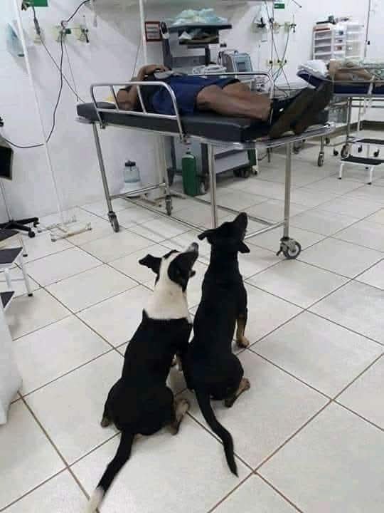 Cuando te pregunten que es la #lealtad coméntales lo que hicieron estos dos perritos detrás de una ambulancia varios kilómetros solo para no alejarse de quien para ellos lo es todo.