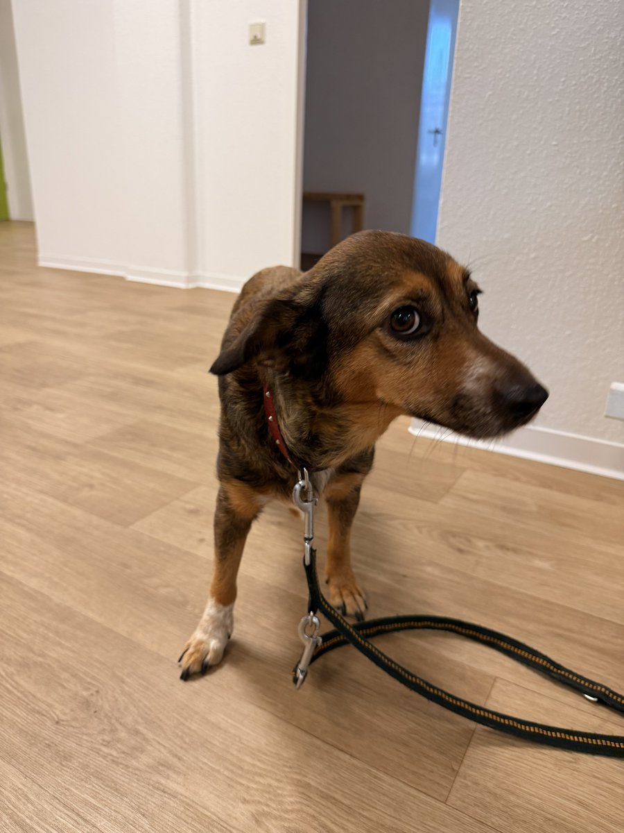 veterinastya's tweet image. собака Звёздочка, владелец в тяжелой жизненной ситуации, искренне звездочку любит и очень хочет помочь
оплатила счет ей за прием и препараты 63 евро, остаток 340