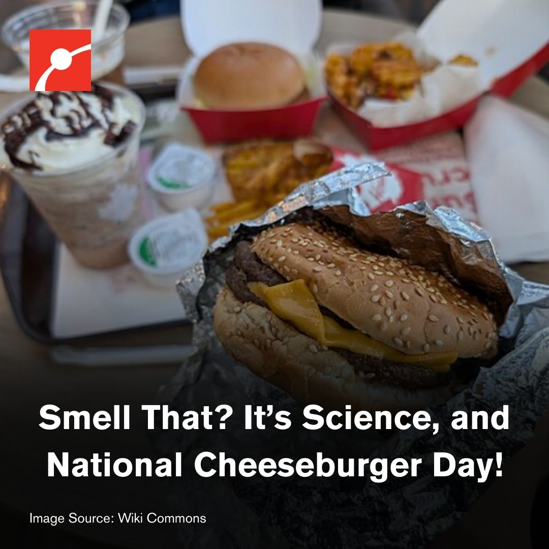 museumofscience's tweet image. Happy #NationalCheeseburgerDay!

The majority of what we sense as taste actually comes from smell, thanks to olfactory receptors that decode the complex aromas rising from every bite. 

What food smells the best to you? 🍔 

#Cheeseburger #FoodScience #FunFacts