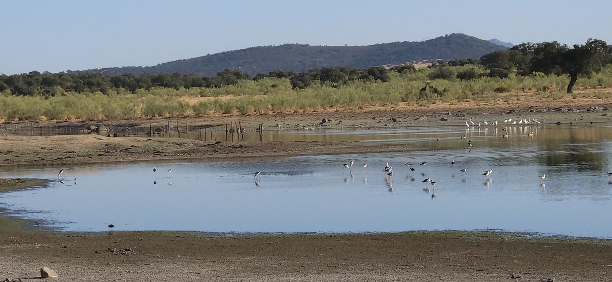 ¡Buen momento para la observación de aves en el #EmbalseDeMuelas en el <a href="/PN_Cornalvo/">Parque Natural de Cornalvo</a>!  Sus aguas tranquilas y su abundante alimento hacen de este entorno natural un lugar perfecto para la vida de las aves y para los amantes de  observarlas🙂