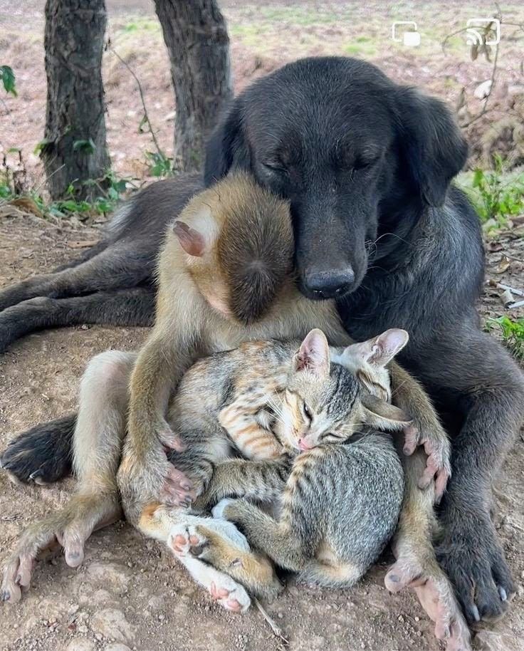El Amor Puro Existe

El amor puro existe.
Es una fuerza viva que atraviesa todo lo que toca.
Es el instante en que el mundo se ilumina
y dos corazones se encuentran
para recordarnos que la vida tiene sentido
cuando se comparte desde la esencia.

El amor puro existe,
y se revela