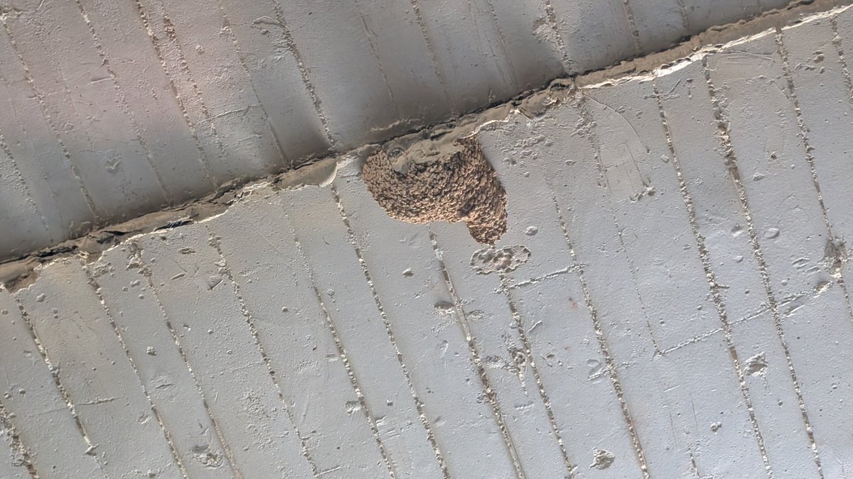 fairfaiter's tweet photo. Avui, per casualitat, he trobat un niu d'oreneta. No és de comuna ni de cuablanca, serà del que em penso? 🤩
M'ho podeu assegurar? Gràcies! @birdcatalunya @sales_sergi https://t.co/RFz1MU8NFu