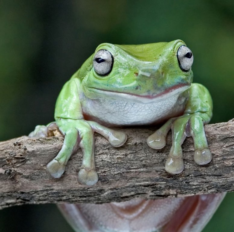 dictionarypod's tweet photo. #frogs. Need I say more?
#frog #thedictionary #smartereveryday #words #wordnerds #intelligence #knowledge #podcast #dictionary #wordnerd #podcasting #books #geek #geeky #learn #nerd #smart #wordoftheday #book #word #dailypodcast #edutainment https://t.co/peln7olglQ