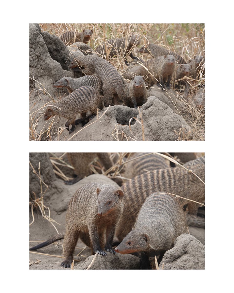 MemimaLimited's tweet photo. Curious, social, and always together — the banded mongoose reminds us that teamwork is everything. Our guide spotted a lively troop of banded mongooses on the move. 
Experience safari magic at its finest!
Call us: 0723589092
Email: info@memimaltd.co.ke https://t.co/IGR1usRxEK