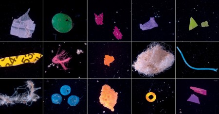 Contaminação de #peixes por #microplásticos ameaça produção #agrícola. Alerta foi feito por cientista da <a href="/unifesp/">Unifesp</a> em Escola São Paulo sobre Poluentes Emergentes. Morte de animais aquáticos desorganiza cadeia ecológica e acaba afetando abelhas polinizadoras agencia.fapesp.br/55902