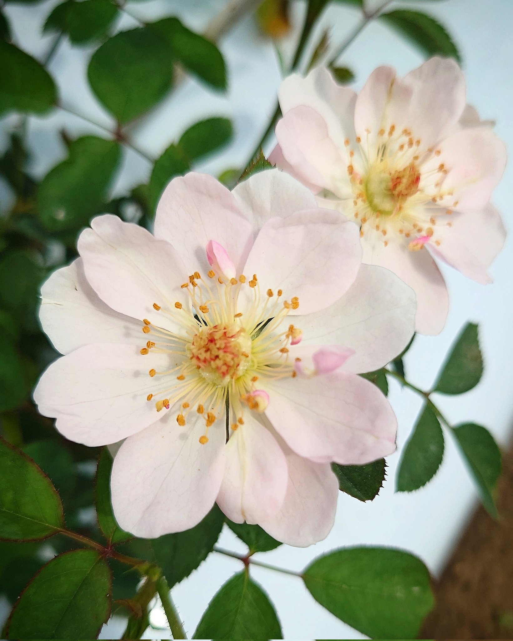 忽滑谷 史記 @Apple Roses on X: 