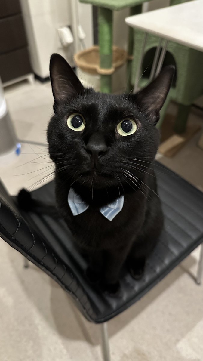 黒猫 ページ 黒猫トニー on X: 