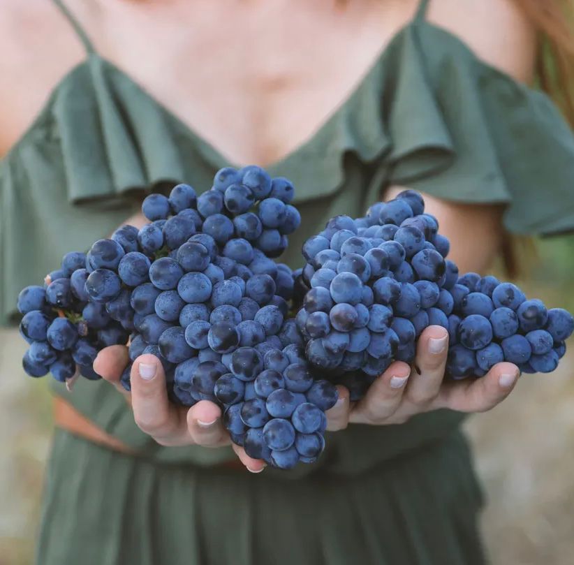 "Antes son uvas que cubas" es nuestro lema.
Estamos deseando comenzar la vendimia y elaborar nuestros vinos Arena y Caliza y Prometo Ser Infiel 2025.
Todo indica que podamos comenzar la próxima semana con la recogida de uva a mediados de la próxima semana.
bellorivinos.com