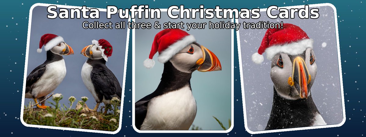 Old Bones Photo tweet media