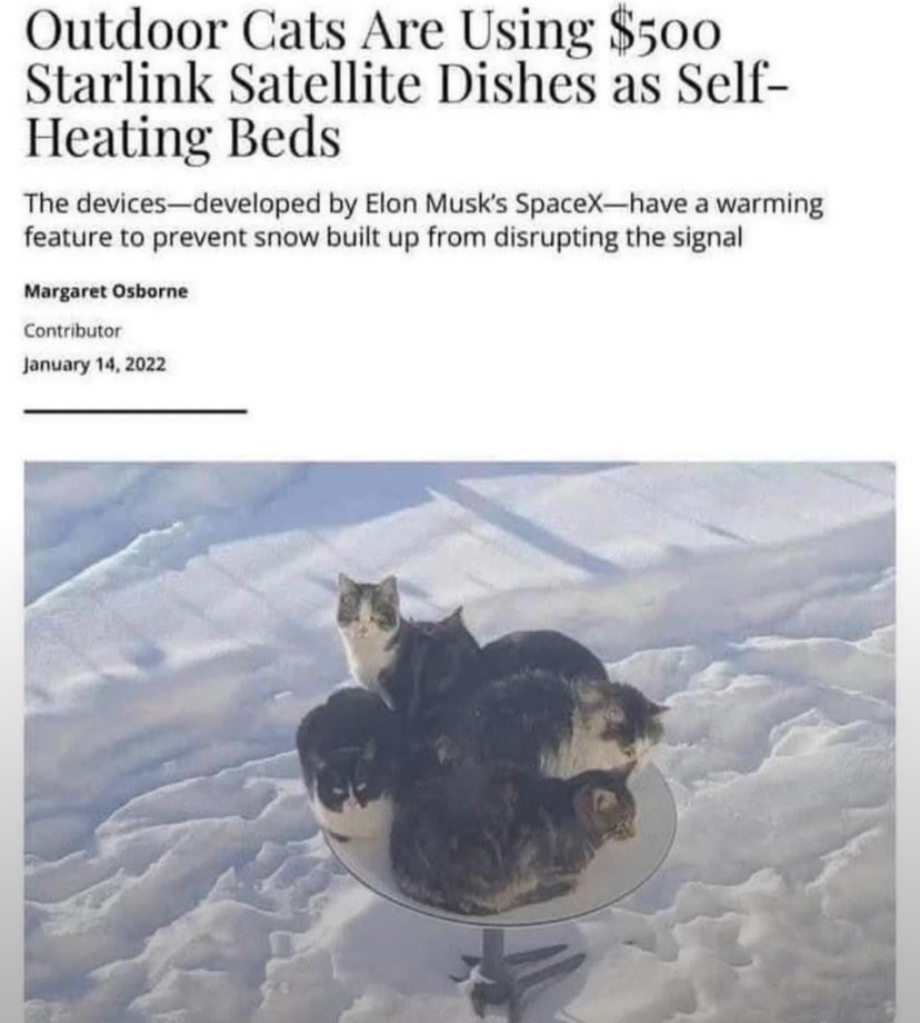 cats with threatening auras 👹 (@catshealdeprsn) on X