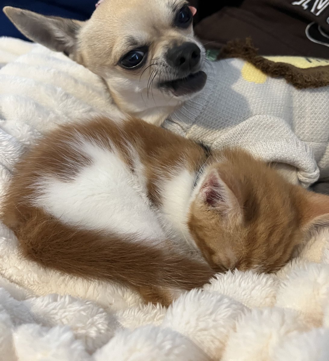 ThatSadBrit's tweet image. Gus and his unmatched side-eye